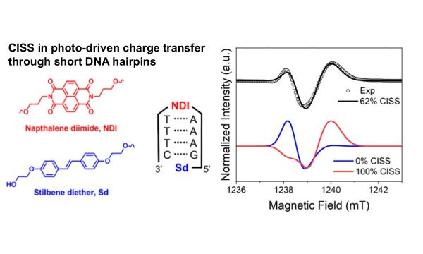 Published in PNAS, the detection of CISS in photo-driven radical pairs based on short DNA hairpins.